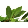 Aceite esencial de Laurel 50 ml