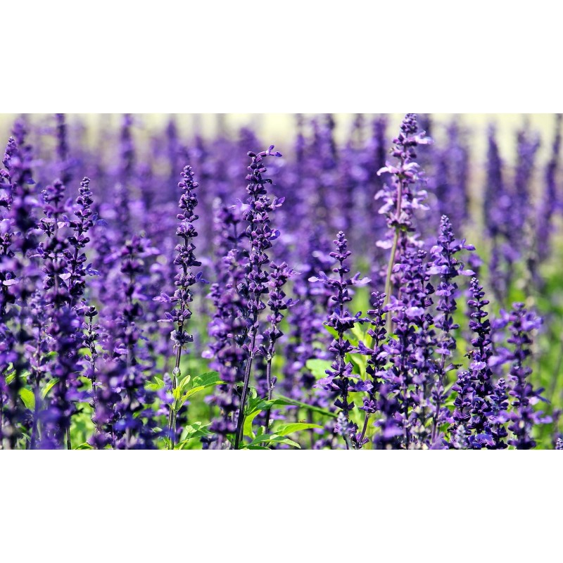 Aceite esencial de Lavanda 50 ml