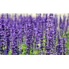 Aceite esencial de Lavanda 50 ml