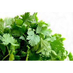 Aceite esencial Cilantro 50 ml