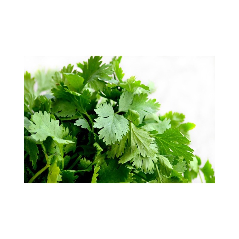 Aceite esencial Cilantro 50 ml