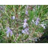 Aceite esencial Romero Alcanfor 50 ml