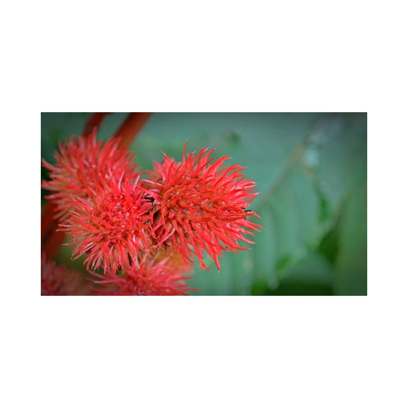 Aceite de Ricino 50 ml