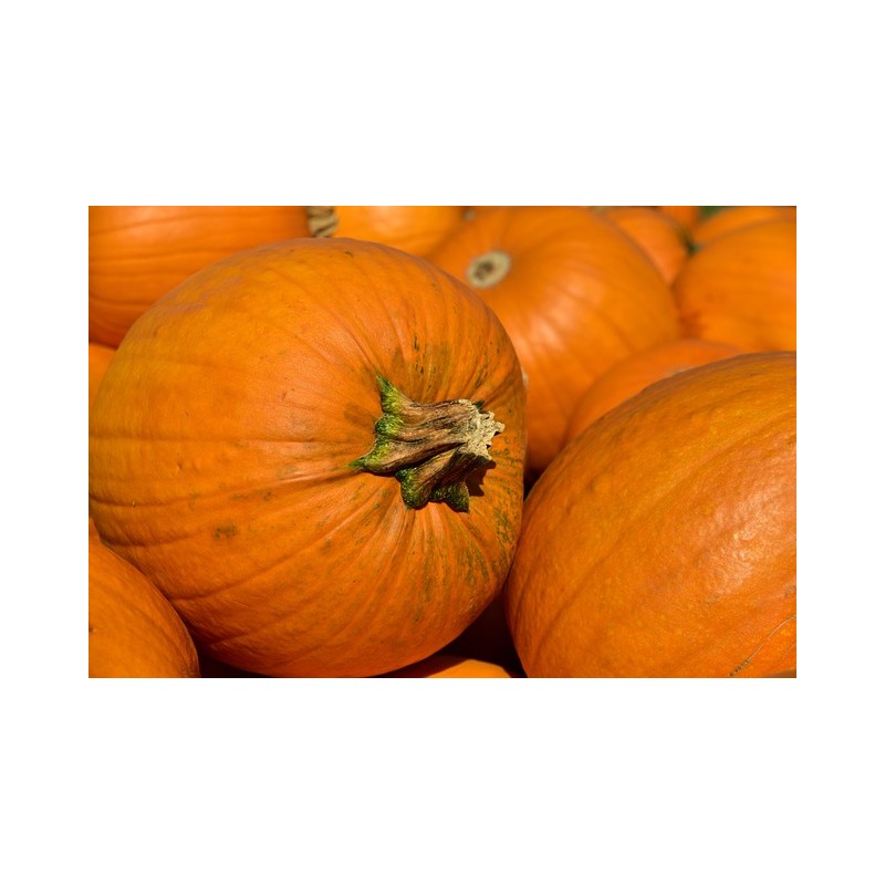 Aceite vegetal Calabaza 50 ml