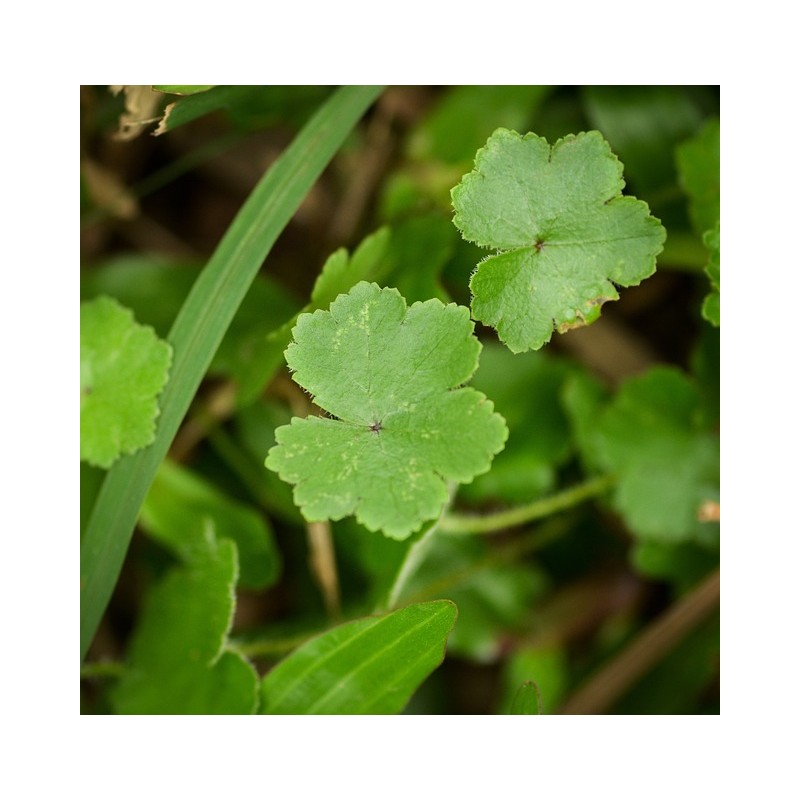 Aceite Centella Asiática macerada 50 ml