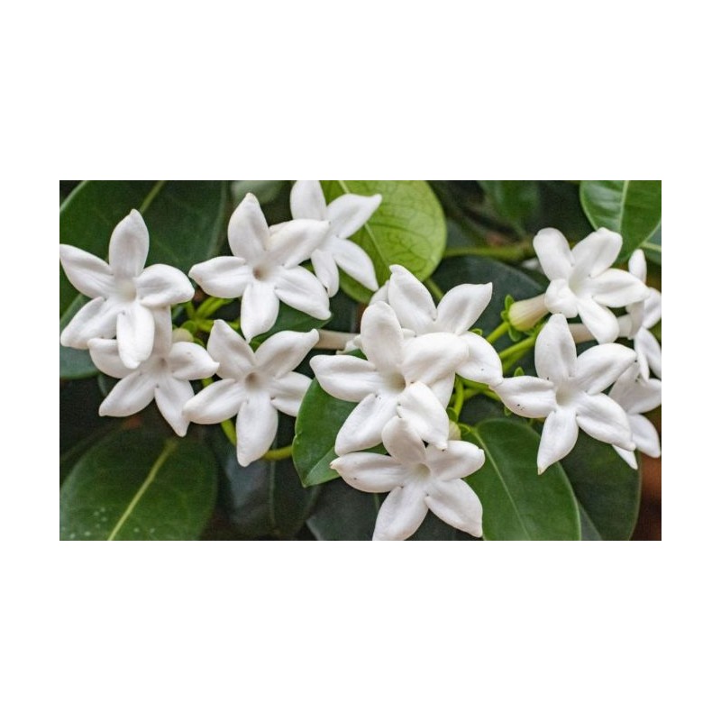 Aroma Natural de Jazmín 50 ml