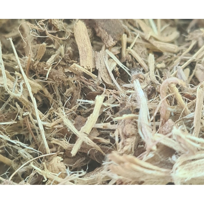 Algodoeiro | Planta natural y tradicional