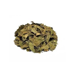 Gymnema Sylvestre en hoja natural para infusiones medicinales