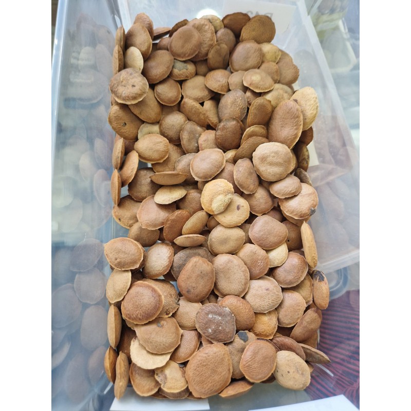 Sucupira semilla | Planta amazónica medicinal natural